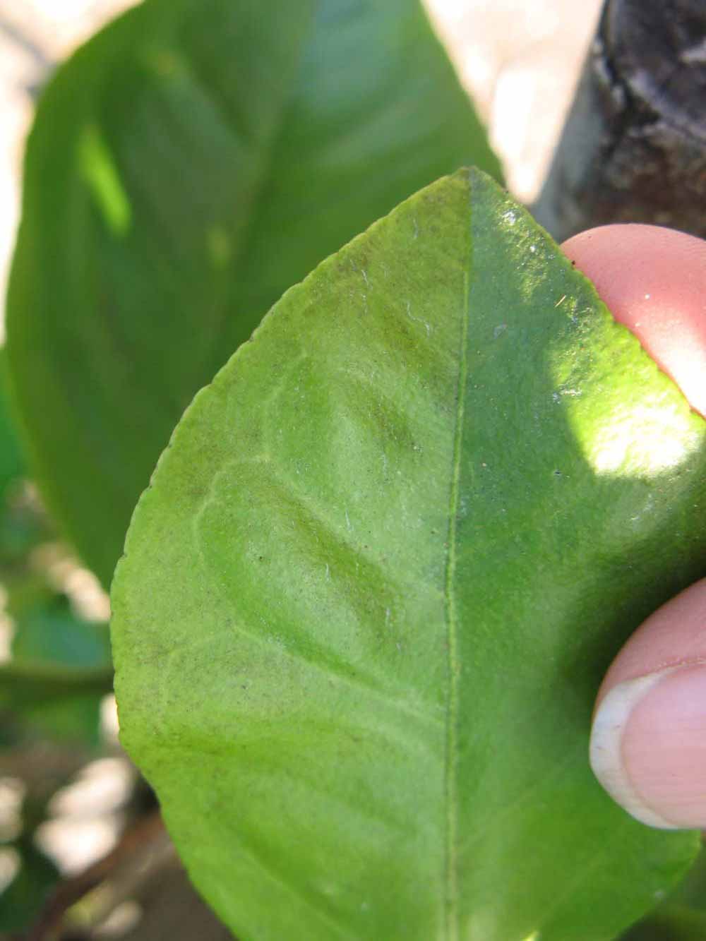            Margin (Succari, Winter Haven, FL)   